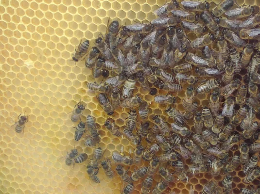 Image illustrative de l'apiculture en France, montrant probablement des ruches, des abeilles ou des apiculteurs au travail.