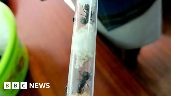 Trafiquants de fourmis arrêtés au Kenya avec des centaines d'insectes de grande valeur, illustrant le trafic d'espèces sauvages mentionné dans l'article sur la fourmi à 220 dollars.