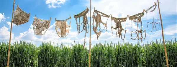 Des slips en coton déchirés, boueux et décomposés suspendus à un fil tendu entre des tuteurs de bambou devant un champ vert et un ciel bleu, utilisés par Génération Vignerons pour mesurer la santé des sols.