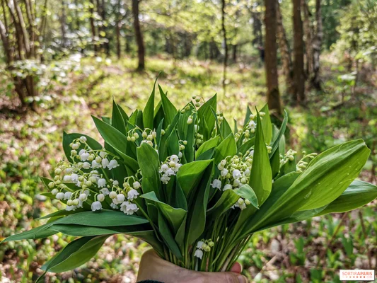 Main tenant un bouquet de muguet fraîchement cueilli avec des feuilles vertes devant un fond de forêt flou, évoquant la tradition du 1er mai férié en France selon Sortiraparis.com, contexte des ouvertures de commerces.