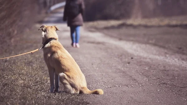 Animaux abandonnés : que faire si vous en trouvez un (ladepeche.fr) : un chien de taille moyenne, marron clair, assis sur un chemin de terre, en laisse, regardant un piéton au loin, fond flou.