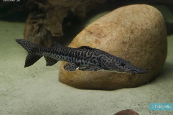 Poisson-chat tigre d'Amazonie (Pseudoplatystoma punctifer), espèce migratrice d'eau douce menacée, nageant dans un aquarium devant un rocher lisse et un bois flotté, motif sombre tacheté et longs barbillons.