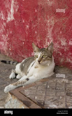 Photo stock montrant un chat blanc et tigré couché sur une surface en pierre près d'un mur rouge texturé dans une rue latérale de Deira à Dubaï, regardant sur le côté avec des yeux verts.