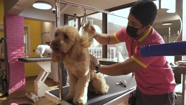 Dubaï est aux petits soins pour les animaux de compagnie (Euronews) : un homme en chemise rose et masque noir toilettant un chien clair et duveteux sur une table dans un salon pour animaux bien éclairé.