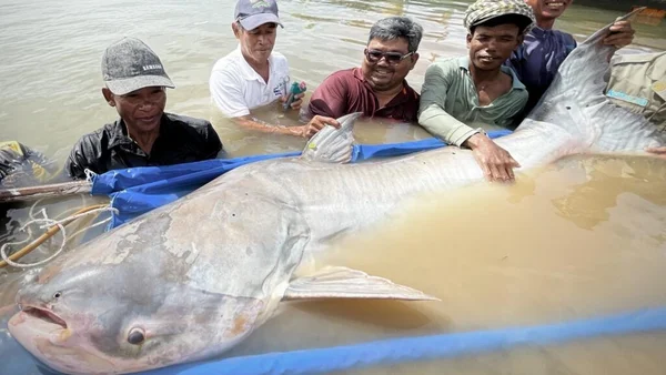 Cinq hommes debout dans une eau trouble tenant un immense poisson de couleur pâle qui traverse le cadre, en lien avec le podcast RFI Questions d'environnement sur la protection des poissons migrateurs d'eau douce.