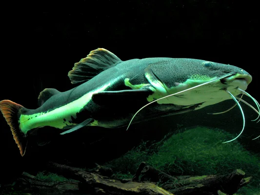 Poisson-chat à queue rouge d'Amazonie, espèce migratrice d'eau douce menacée, nageant dans une eau sombre éclairée par une lumière verdâtre mettant en valeur son flanc et ses nageoires, barbillons proéminents.