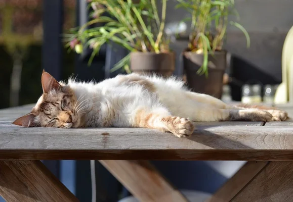 Chat de race LOOF avec pedigree : un chat blanc et roux à poils longs dormant étendu sur une table en bois de jardin, entouré de plantes en pot.