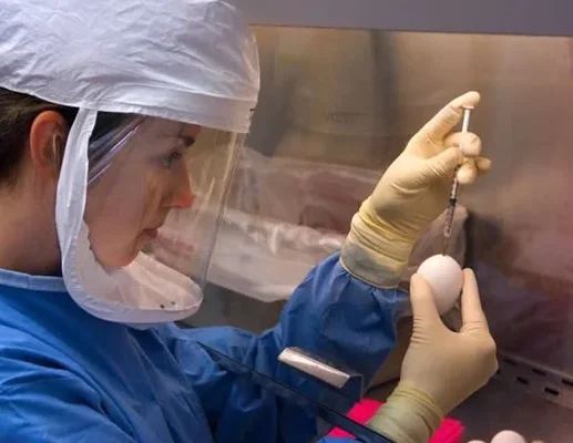 Dans le cadre des leçons apprises et préparation à la pandémie, un technicien de laboratoire en blouse bleue, visière et gants injecte une substance dans un œuf à l'aide d'une seringue dans une cabine de sécurité biologique.