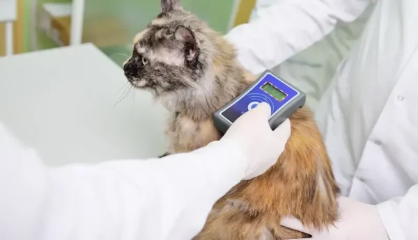 Puce électronique chat : un vétérinaire en blouse et gants blancs scannant le dos d'un chat roux et noir à poils longs avec un lecteur de micro puce, procédure d'identification.