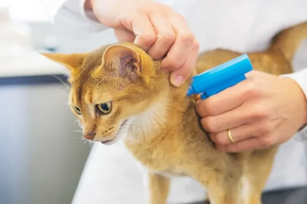 Pucer un chat : une personne appliquant un traitement antiparasitaire bleu sur la nuque d'un chat roux à poils courts, prévention courante des puces et tiques.