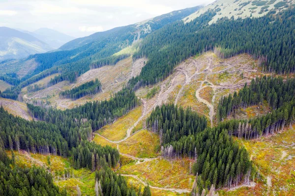 Vue aérienne de paysages forestiers ukrainiens avec des zones de déforestation extensive et des pistes forestières, illustrant la destruction des forêts