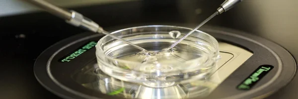 Procédure d'injection intracytoplasmique de sperme (ICSI) en cours dans un laboratoire de procréation médicalement assistée, avec des micro-aiguilles positionnées au-dessus d'une boîte de Petri