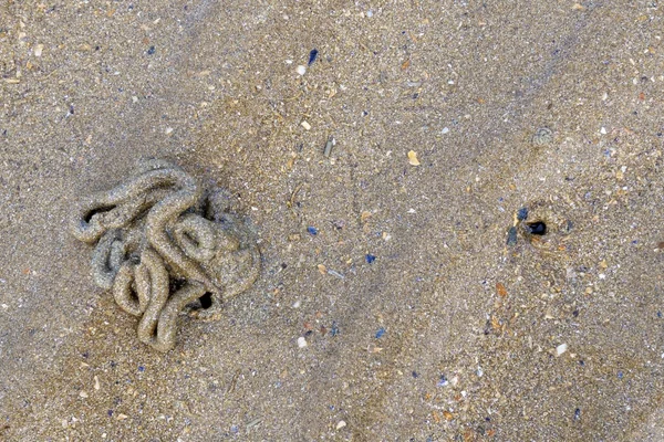 Plusieurs tortillons de sable en spirale sur une plage près de Caen en Normandie, formations naturelles laissées par des arénicoles à marée basse