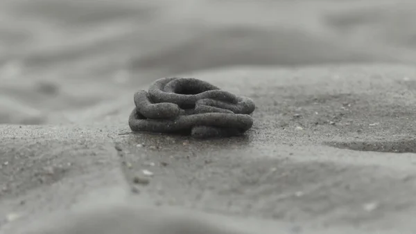 Gros plan sur un tortillon de sable en spirale laissé par une arénicole sur une plage du Pas-de-Calais, trace caractéristique révélant la présence d'un ver marin dans le sable