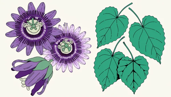 Illustration flat en gros plan des plantes de passiflore avec ses fleurs violettes et de tilleul avec ses feuilles vertes disposées côte à côte sur un fond crème neutre.