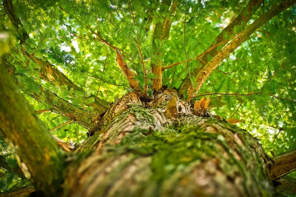 Photo en contre-plongée du tronc d'un arbre avec écorce texturée et canopée de feuilles vertes contre le ciel.