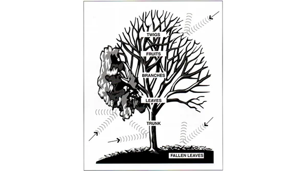 Illustration en noir et blanc d'un arbre avec des étiquettes sur ses parties comme les feuilles et l'écorce, montrant les interactions environnementales.
