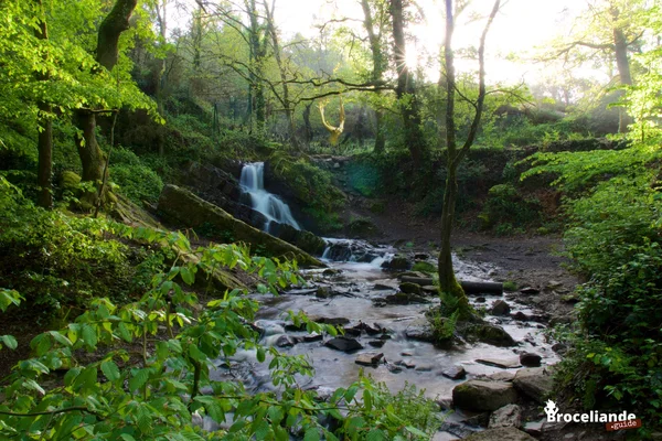 Vue du Val sans Retour dans la forêt de Brocéliande : une petite cascade s'écoule dans un ruisseau rocheux, baignée de lumière.