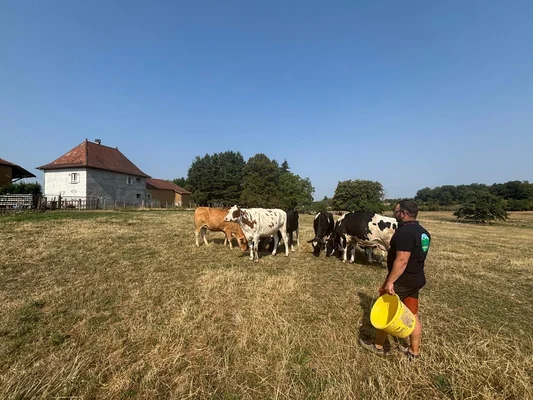 Sécheresse en Isère : un éleveur en chemise noire et short tenant un seau jaune dans un pâturage grillé, avec des vaches et une ferme en pierre en arrière-plan sous un ciel bleu clair, illustrant la sécheresse et la pénurie de fourrage.