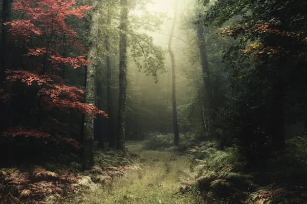 Sentier ensoleillé à travers la forêt de Brocéliande à Paimpont, entouré d'une végétation luxuriante avec un arbre aux feuilles rouges au premier plan et des fougères au sol, créant une atmosphère brumeuse et mystérieuse.