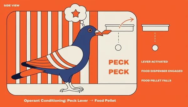 Illustration montrant un pigeon dans une cage, en train de picorer un levier. Un aliment est libéré du distributeur au-dessus. Une flèche courbe relie l'action du pigeon à la nourriture, et une bulle de pensée avec un symbole simple montre l'association apprise, illustrant l'expérience de Skinner.