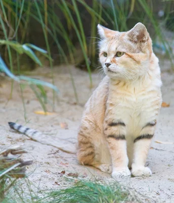 Photographie d'un chat des sables de Libye (Felis margarita harrisoni) sur terrain désertique, espèce dont l'existence est confirmée par les vidéos YouTube