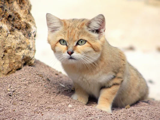 Photo d'un chat des sables (Felis margarita) sur fond sableux, illustrant l'espèce de petit félin évoquée dans l'article
