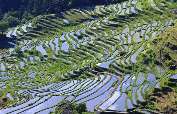 Riziculteurs japonais en train de cultiver des rizières dans le domaine de Maruyama, préservant le paysage traditionnel des mille champs de riz