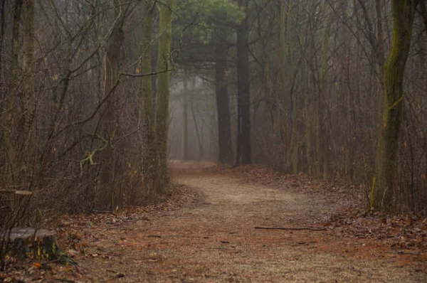 Sentier étroit s'enfonçant dans une forêt sombre et mystérieuse enveloppée d'un épais brouillard, avec des feuillages verts dans une ambiance hivernale inquiétante