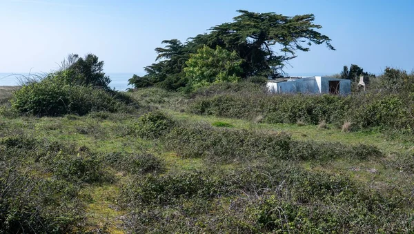 Paysage côtier de l’île de Ré montrant des dunes et bosquets du Défend, avec une petite structure blanche battue par le vent et l’océan en arrière-plan.