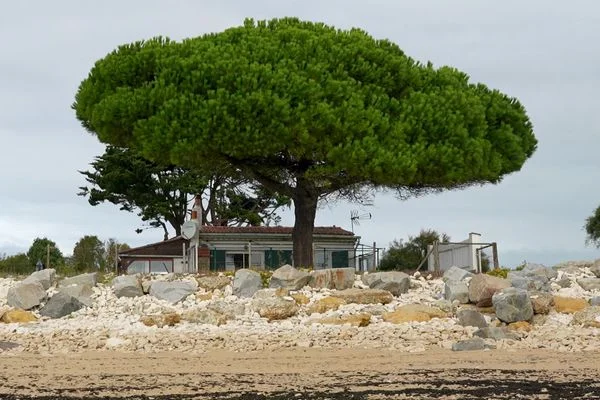 Maison de Claude et Lucette sur l’île de Ré menacée d’expropriation, entourée d’un grand pin parasol, de rochers et d’un terrain sablonneux sous un ciel couvert.
