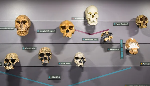 Photographie d'une exposition de musée présentant un alignement de crânes d'homininés comme Homo neanderthalensis, Homo erectus et Homo sapiens fixés au mur avec étiquettes et lignes retraçant l'évolution humaine