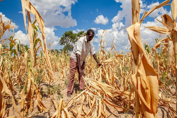 Un homme en chemise blanche et pantalon marron debout dans un champ de tiges de maïs desséchées sous un ciel bleu avec quelques nuages blancs, illustrant la sécheresse liée à El Niño en Afrique australe