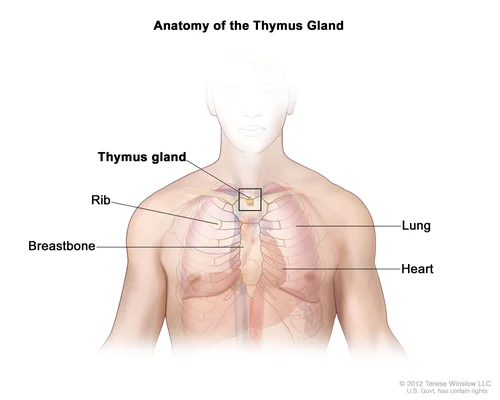 Illustration médicale intitulée 'Anatomie de la glande du thymus' montrant la localisation de la glande thymique dans le haut du thorax, entourée des côtes, du sternum, des poumons et du cœur