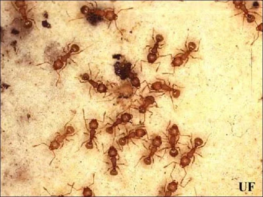 Plusieurs ouvrières de la fourmi électrique (Wasmannia auropunctata) rougeâtres rampent sur une surface claire texturée