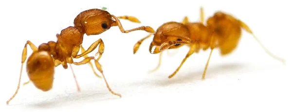Deux ouvrières de la fourmi électrique (Wasmannia auropunctata) se faisant face et interagissant par leurs antennes sur une surface blanche