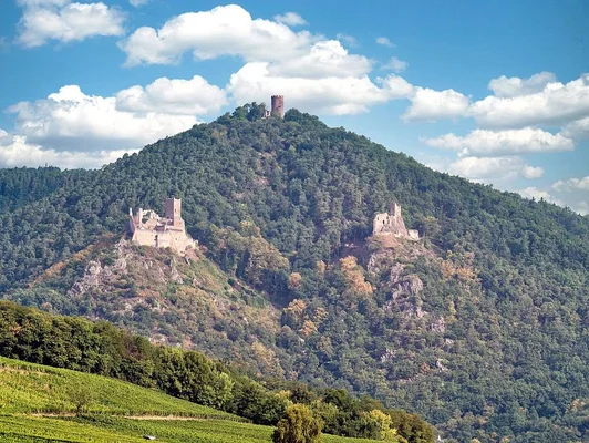 Ruines de trois châteaux médiévaux sur une colline boisée de Ribeauvillé en Alsace, avec des vignes en premier plan sous un ciel bleu et nuageux