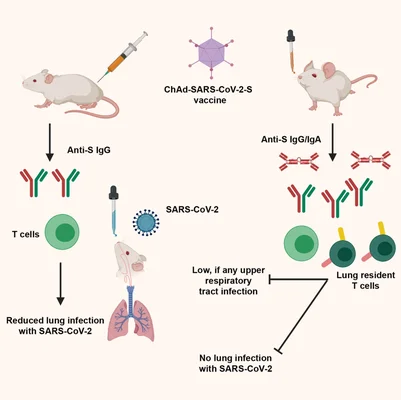 Infographie scientifique illustrant une étude sur le vaccin nasal ChAd-SARS-CoV-2-S chez la souris, comparant les voies d'administration systémique et muqueuse, leurs effets sur les anticorps IgG et IgA et les cellules T résidentes des poumons