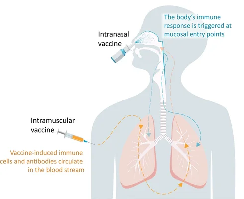 Infographie comparant le mécanisme d'action des vaccins intranasaux et intramusculaires, montrant comment chacun stimule une réponse immunitaire à des niveaux différents de l'organisme