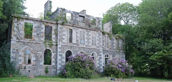 Château en ruine du Tourneur, en Normandie : fenêtres vides envahies par la végétation, avec des buissons à fleurs violettes au premier plan.
