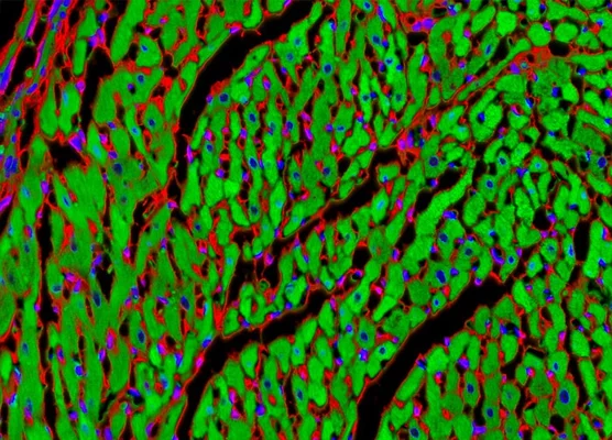 Image de microscopie de fluorescence montrant un tissu musculaire cardiaque de rat avec des cellules colorées en vert, rouge et bleu, mettant en évidence les structures cellulaires.