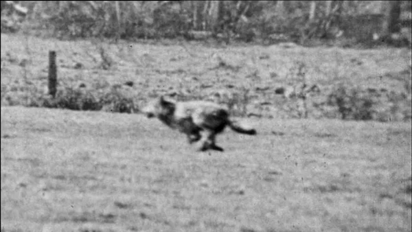 Visuel associé au documentaire "La Bête des Vosges - Autopsie d'une rumeur", consacré à l'affaire et à la construction de sa légende.