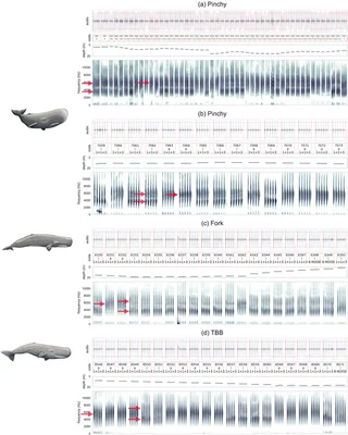 Figure scientifique montrant des spectrogrammes audio et des traces de profondeur de vocalisations de cachalots, avec des flèches rouges signalant des caractéristiques des cris.
