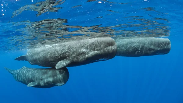 Un groupe de cachalots remontant à la surface de l'océan au large de la Dominique.