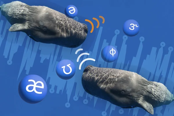 Illustration de deux cachalots face à face sur fond bleu, entourés d'ondes sonores et de symboles phonétiques, évoquant l'étude de leur langage.