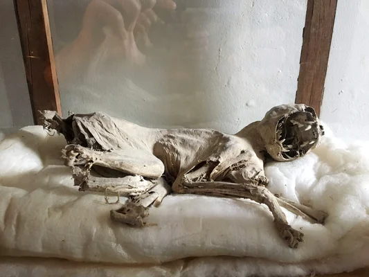 Photographie d'un petit animal momifié, gueule ouverte laissant apparaître les dents, posé sur un tissu blanc derrière une vitre, au château de Combourg.
