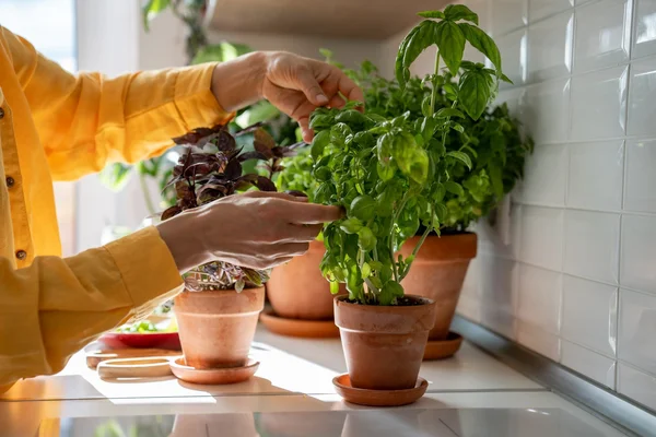 Une personne en chemise jaune à manches longues s'occupe de plants d'herbes aromatiques en pot, dont du basilic, dans des pots en terre cuite sur un plan de travail blanc baigné de soleil, devant une crédence carrelée.