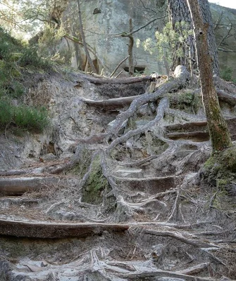 Sentier des 25 bosses à Fontainebleau : pente rocailleuse où des racines dénudées et des rondins forment des marches improvisées, avec falaises et végétation persistante en arrière-plan.