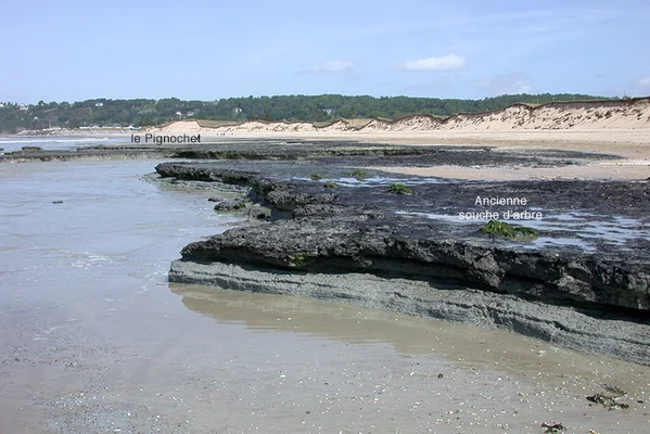 La baie du Mont-Saint-Michel à marée basse, avec des affleurements rocheux sombres, une ancienne souche d'arbre visible dans le sable et des dunes à l'arrière-plan ; des annotations indiquent "le Pignochet" et "Ancienne souche d'arbre".