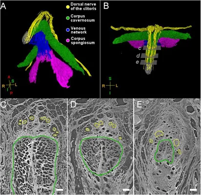 Reconstruction 3D et coupe histologique de la neuroanatomie du clitoris montrant le nerf dorsal, le corps caverneux, le réseau veineux et le corps spongieux
